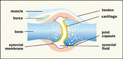 Normal Joint